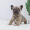 Image of Grant, a French Bulldog puppy