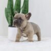 Image of Grant, a French Bulldog puppy