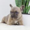 Image of Grant, a French Bulldog puppy