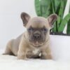 Image of Grant, a French Bulldog puppy