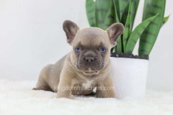 Image of Grant, a French Bulldog puppy