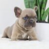 Image of Grant, a French Bulldog puppy