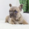 Image of Grant, a French Bulldog puppy