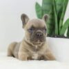 Image of Grant, a French Bulldog puppy