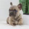 Image of Grant, a French Bulldog puppy