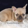 Image of Gretta, a French Bulldog puppy