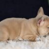 Image of Gretta, a French Bulldog puppy