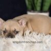 Image of Gretta, a French Bulldog puppy