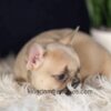 Image of Gretta, a French Bulldog puppy