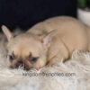 Image of Gretta, a French Bulldog puppy