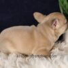 Image of Gretta, a French Bulldog puppy