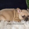 Image of Gretta, a French Bulldog puppy