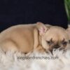 Image of Gretta, a French Bulldog puppy