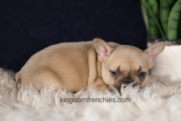 Image of Gretta, a French Bulldog puppy