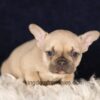 Image of Gretta, a French Bulldog puppy