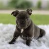 Image of Lazer, a French Bulldog puppy