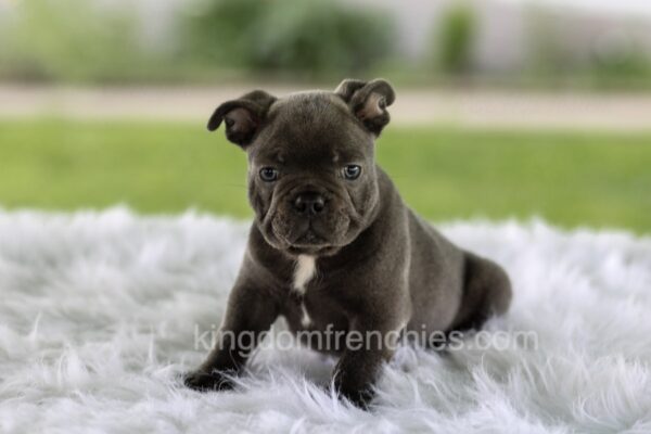Image of Lazer, a French Bulldog puppy