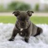 Image of Lazer, a French Bulldog puppy