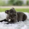 Image of Lazer, a French Bulldog puppy