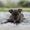 Image of Lazer, a French Bulldog puppy