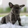 Image of Lilly, a French Bulldog puppy