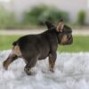 Image of Leo, a French Bulldog puppy