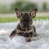 Image of Leo, a French Bulldog puppy