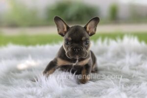 Image of Leo, a French Bulldog puppy