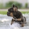 Image of Leo, a French Bulldog puppy