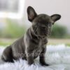 Image of Lilly, a French Bulldog puppy