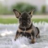 Image of Leo, a French Bulldog puppy