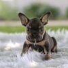 Image of Leo, a French Bulldog puppy