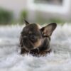 Image of Leo, a French Bulldog puppy