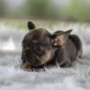 Image of Leo, a French Bulldog puppy