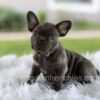 Image of Lilly, a French Bulldog puppy