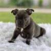 Image of Lazer, a French Bulldog puppy