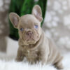 Image of Hazel, a French Bulldog puppy