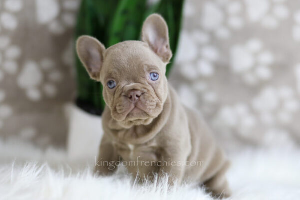 Image of Hazel, a French Bulldog puppy