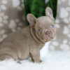 Image of Hazel, a French Bulldog puppy