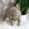 Image of Hazel, a French Bulldog puppy