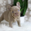 Image of Hazel, a French Bulldog puppy