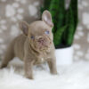 Image of Hazel, a French Bulldog puppy