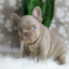 Image of Hazel, a French Bulldog puppy