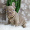 Image of Hazel, a French Bulldog puppy