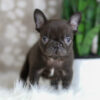 Image of Hobbes, a French Bulldog puppy