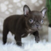 Image of Hobbes, a French Bulldog puppy