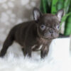 Image of Hobbes, a French Bulldog puppy