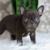 Image of Hobbes, a French Bulldog puppy