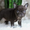 Image of Hobbes, a French Bulldog puppy