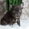 Image of Hobbes, a French Bulldog puppy